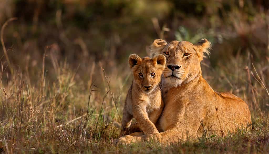 Wildlife