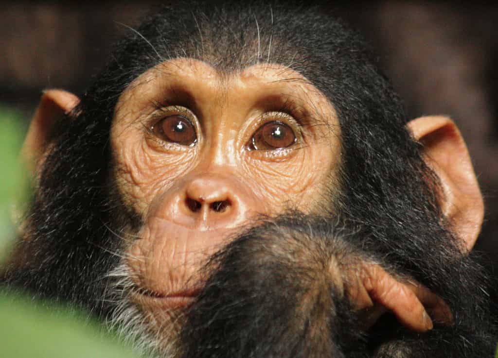 The largest population of wild chimpanzees remaining in East Africa, an hour a day spent in their company is transformative in ways you can only imagine.