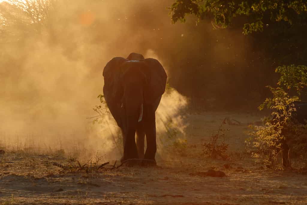 Elephant in the dust