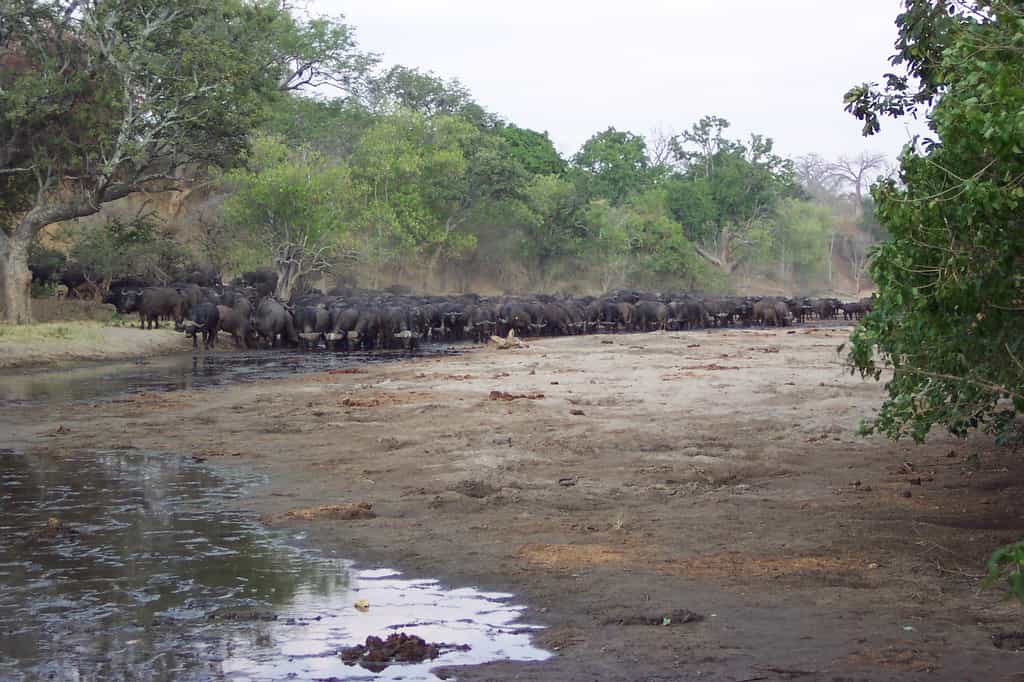 Buffalo coming to the spring to drink