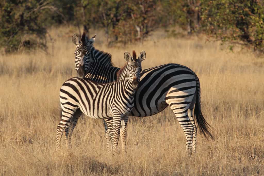 Wildlife spotted on game drives