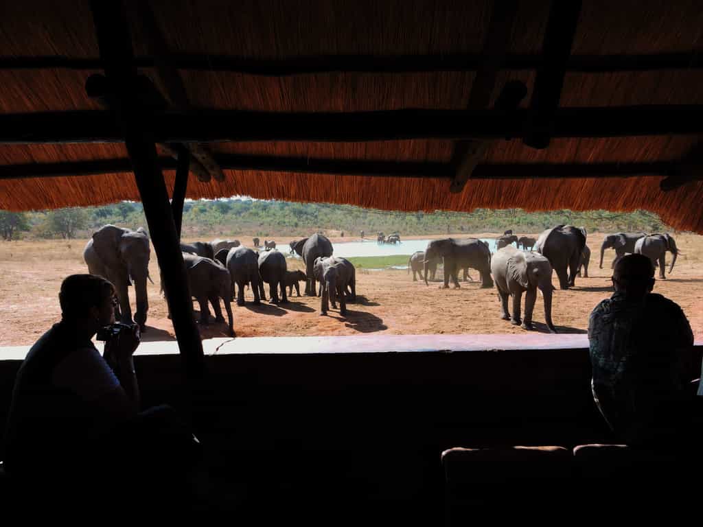 Guest enjoying wildlife up close & personal 