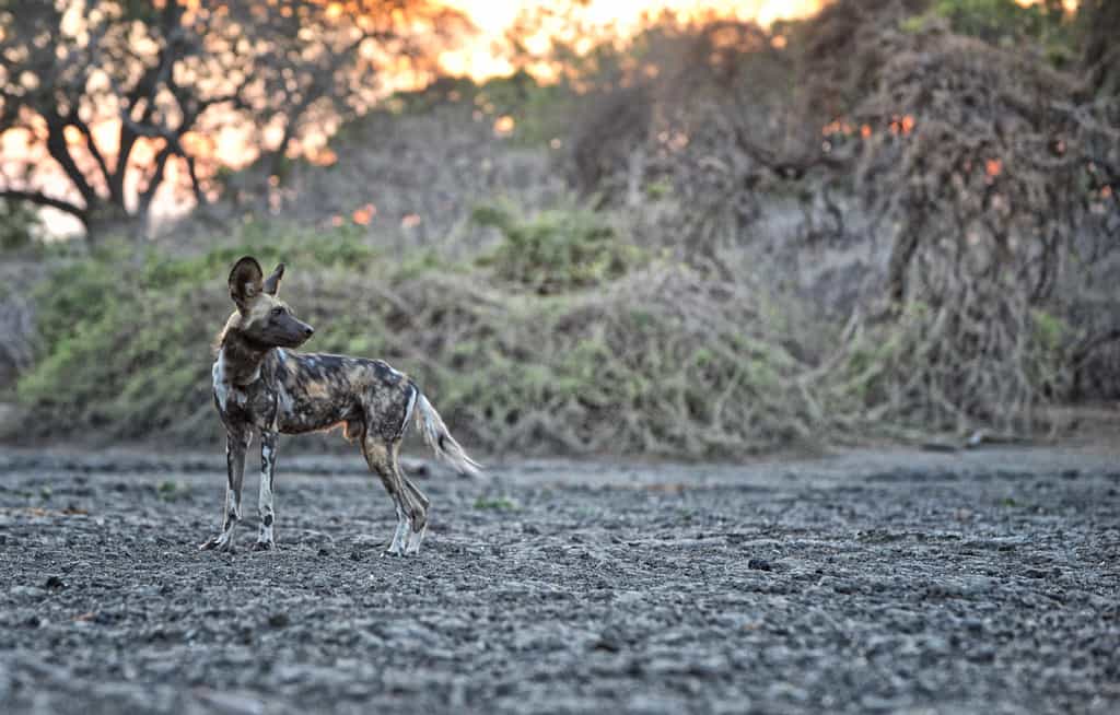 Wild Dog