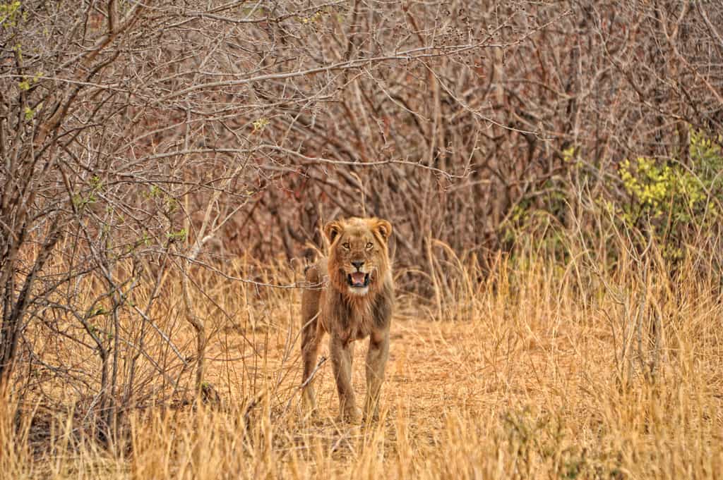 Lion Sighting