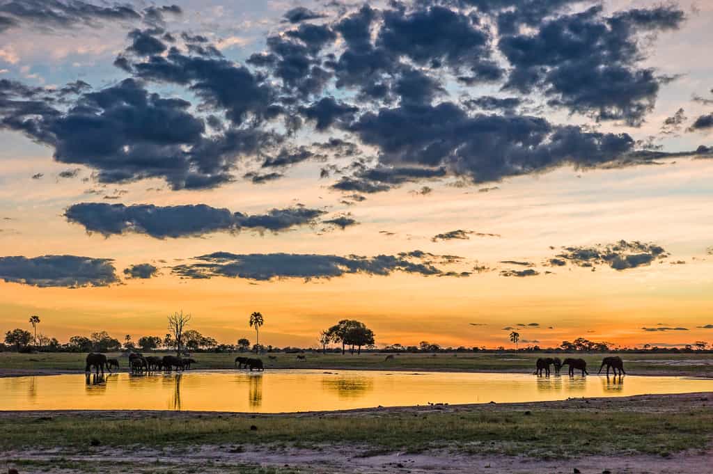 Hwange summer sunset