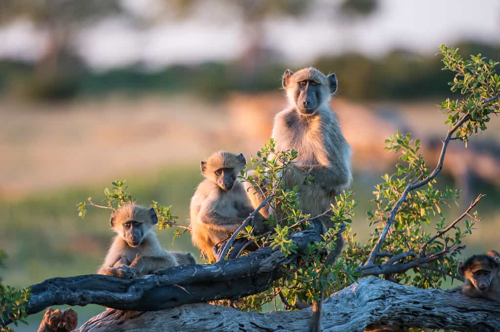 Charismatic baboon troop