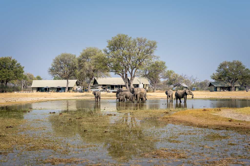 Elephant drink at Linkwasha Camp