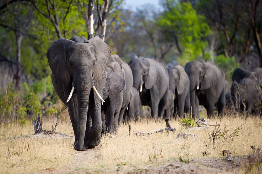 Large herds of African elephant