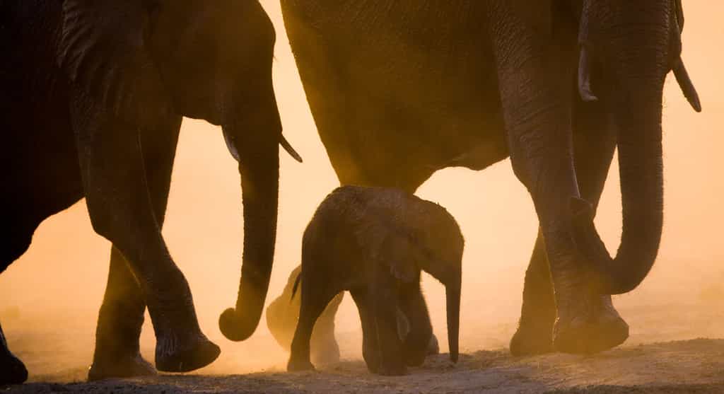 African Elephant