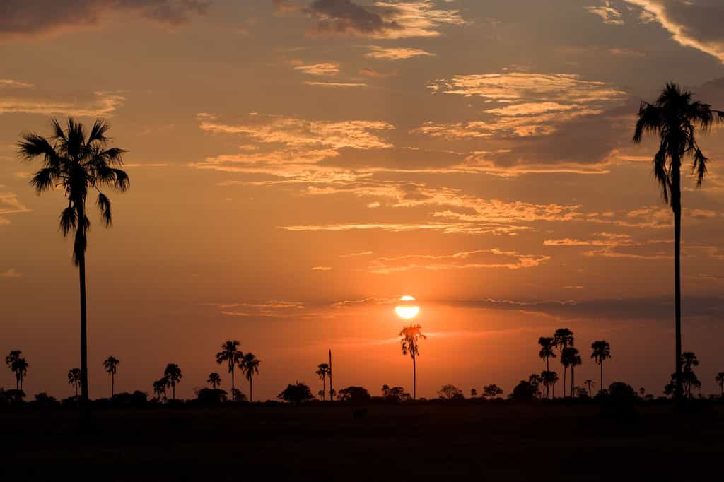 Hwange Landscape