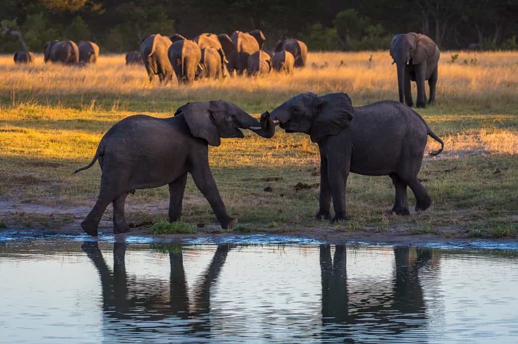 Hwange Wildlife