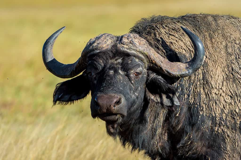 Hwange Wildlife