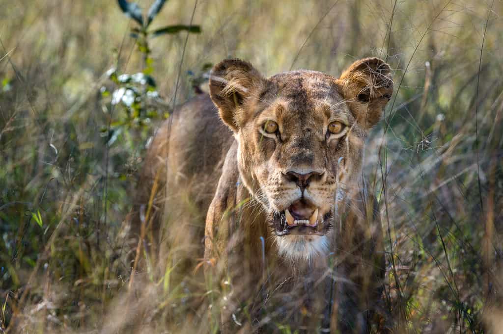 Hwange Wildlife