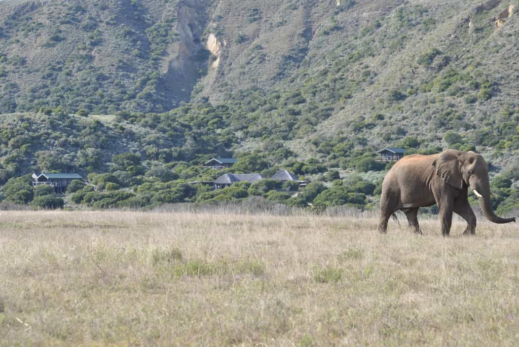 Private & Secluded position on Amakhala Game Reserve