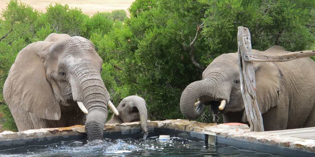 Visitors to the Lodge