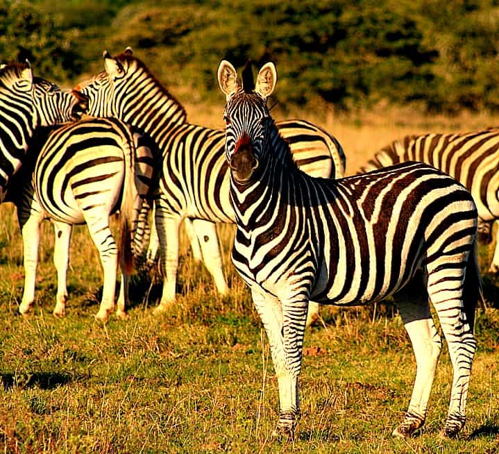 Game Drive