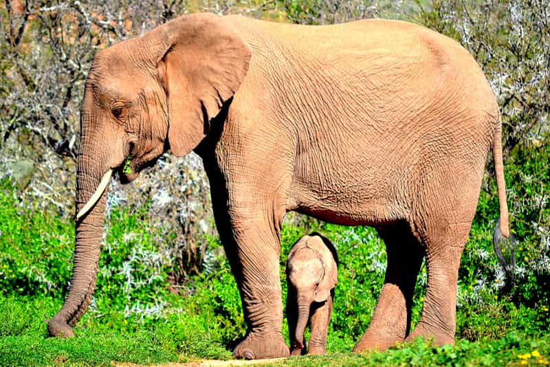 Game Drive