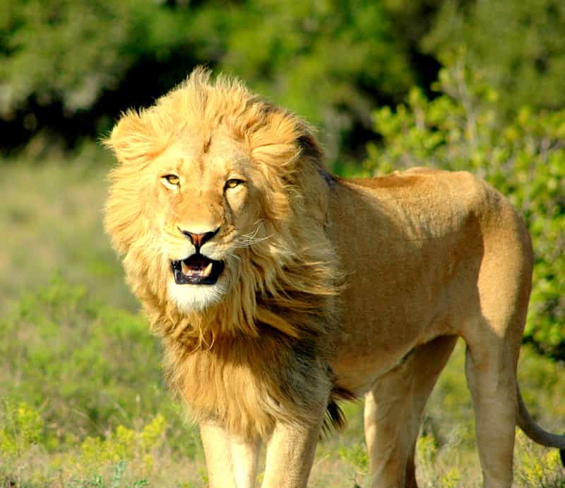 Game Drive