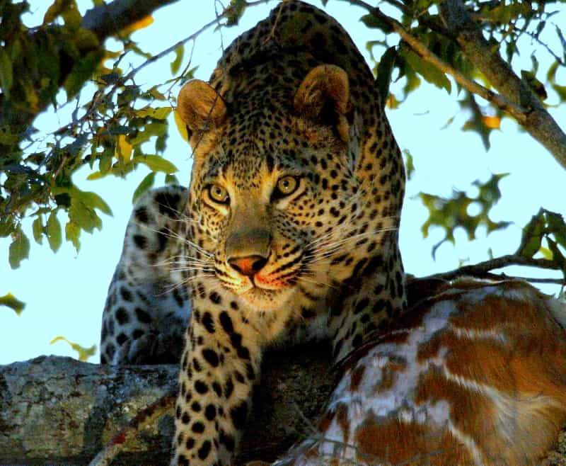 Game Drive