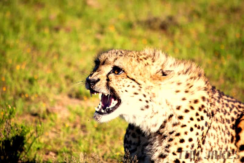 Game Drive