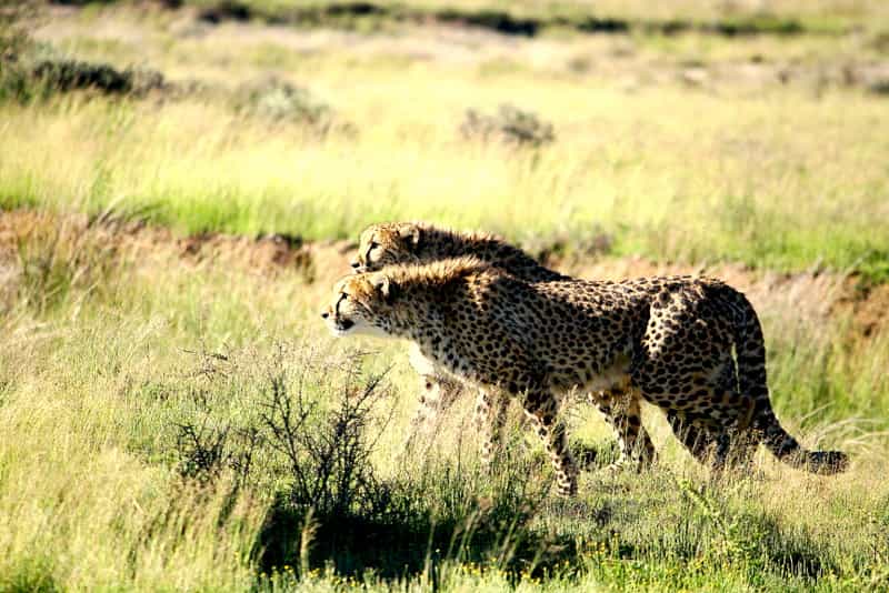 Game Drive