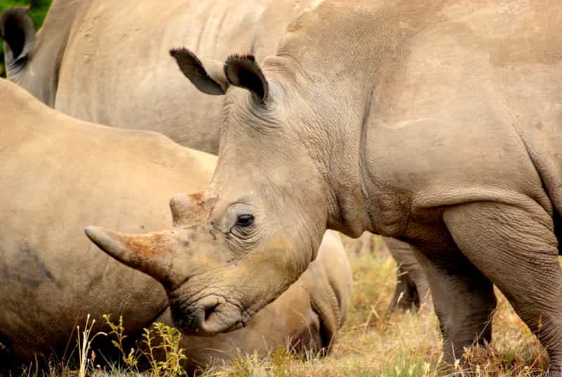Game Drive
