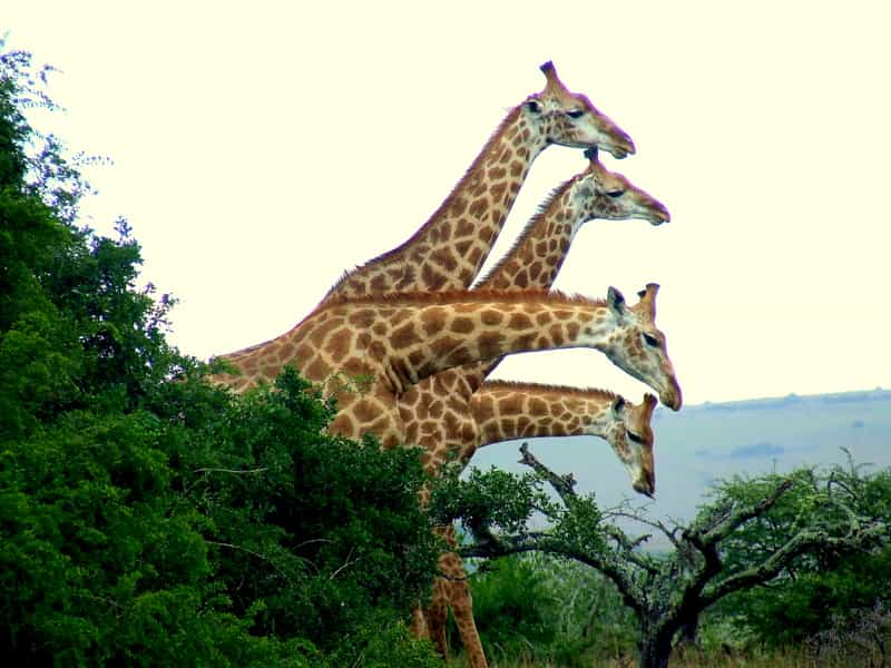 Game Drive