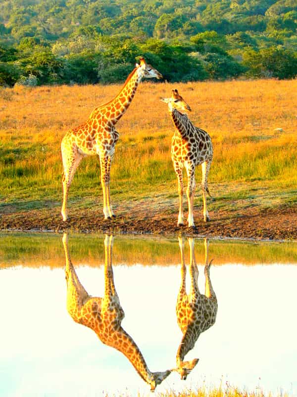 Game Drive