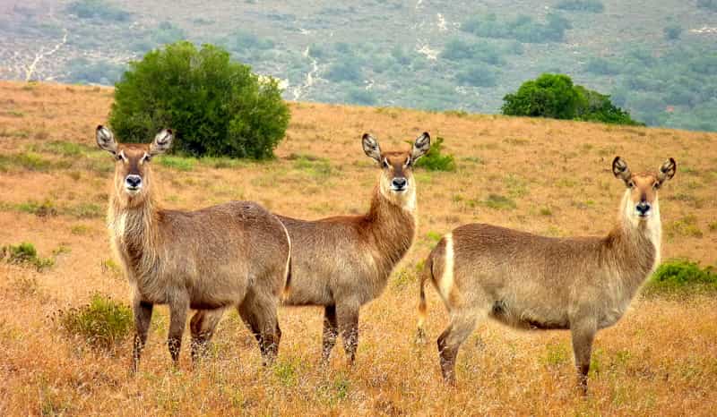 Game Drive