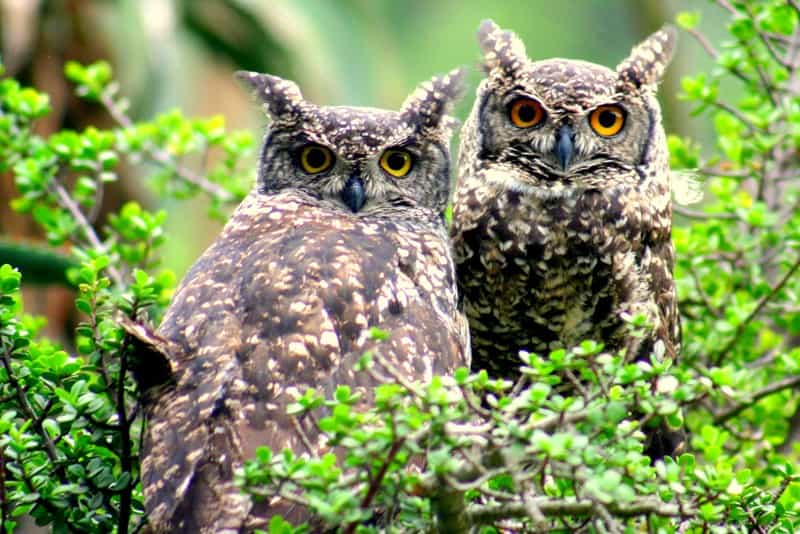 Bird Life - Game Drive