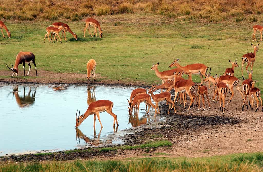 Game Drive