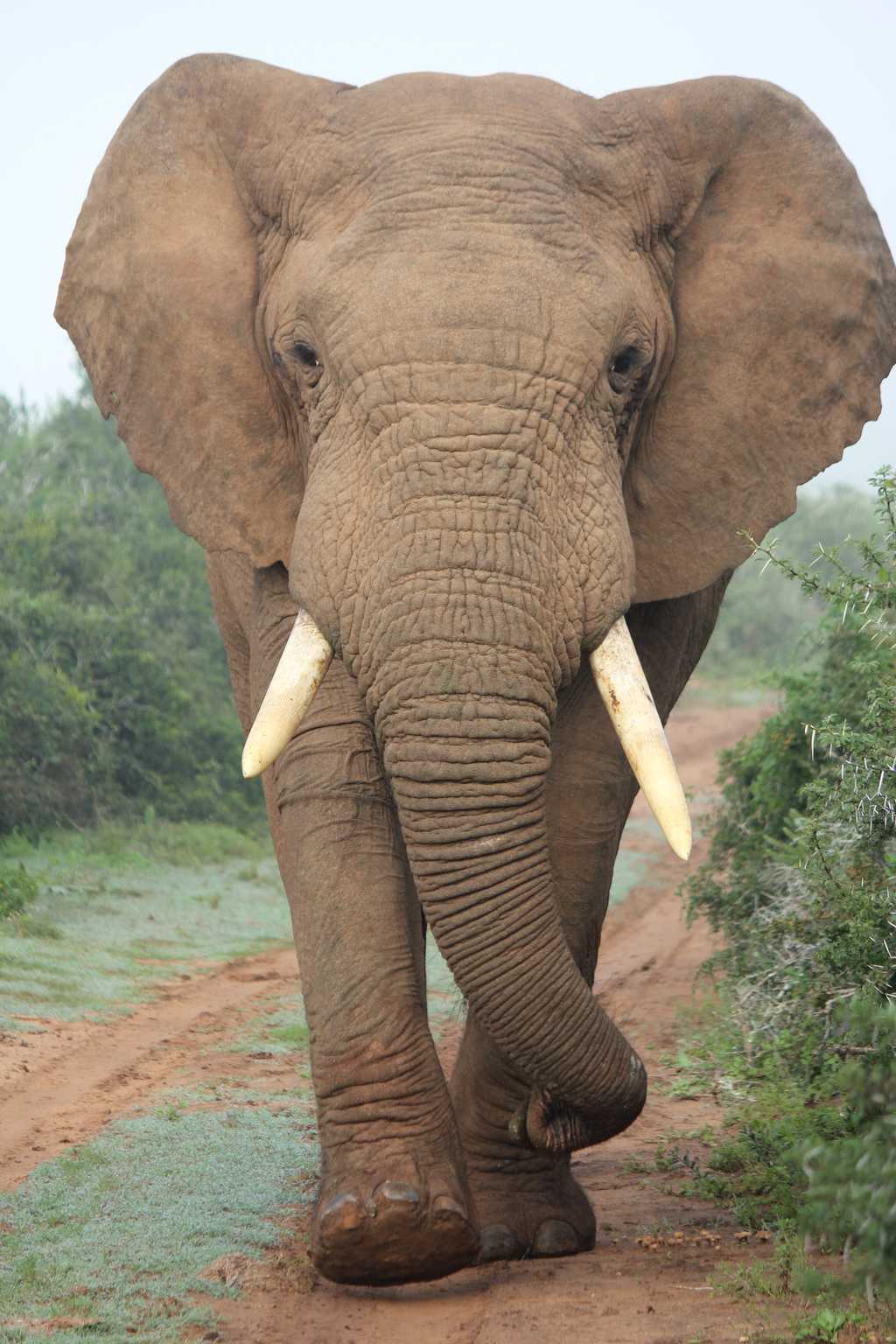 Game Drive