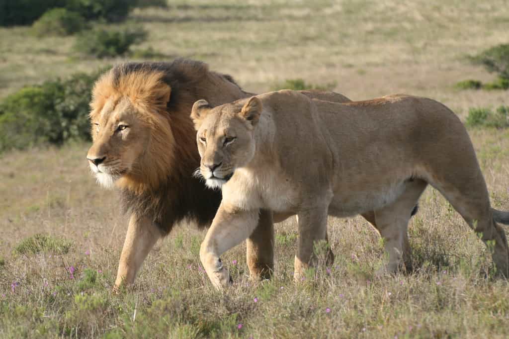 Game Drive