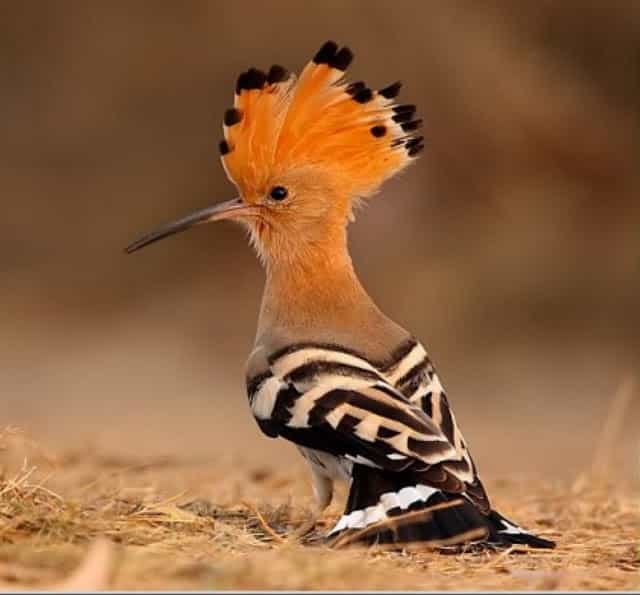 Bird Life - Game Drive