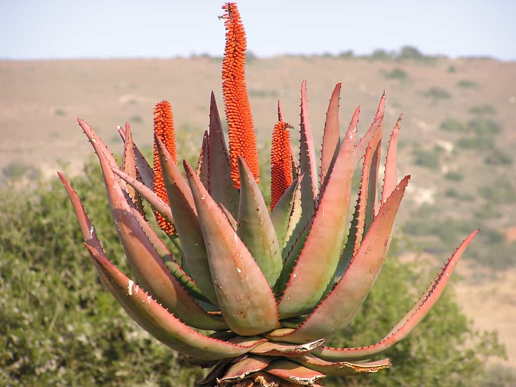 Amakhala