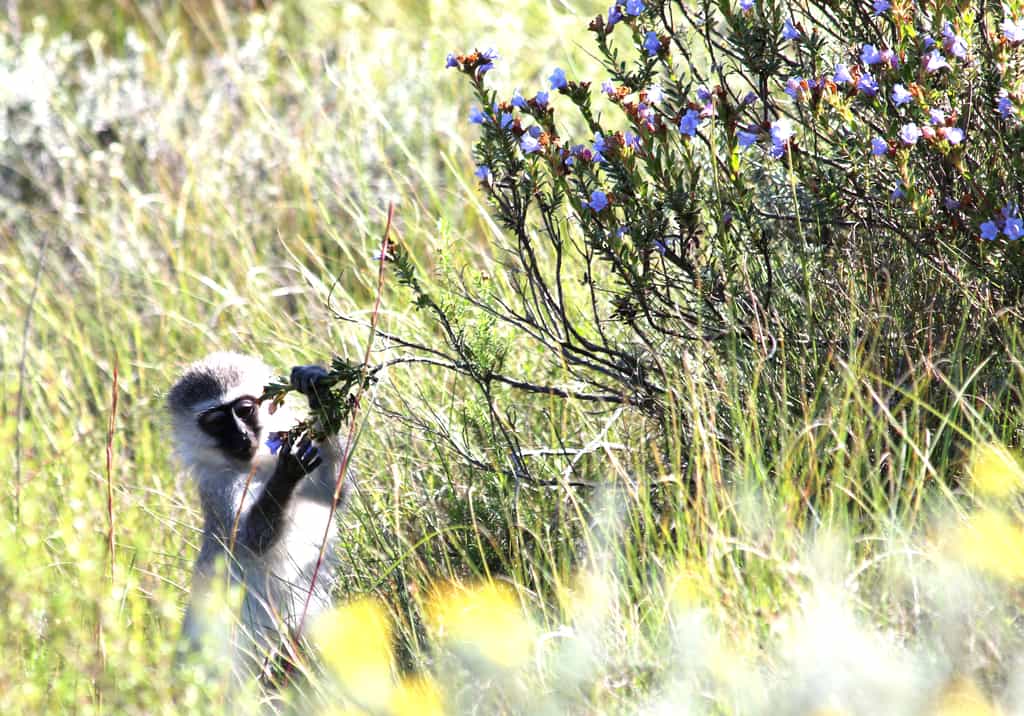 Game Drive