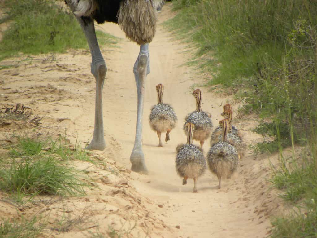 Game Drive