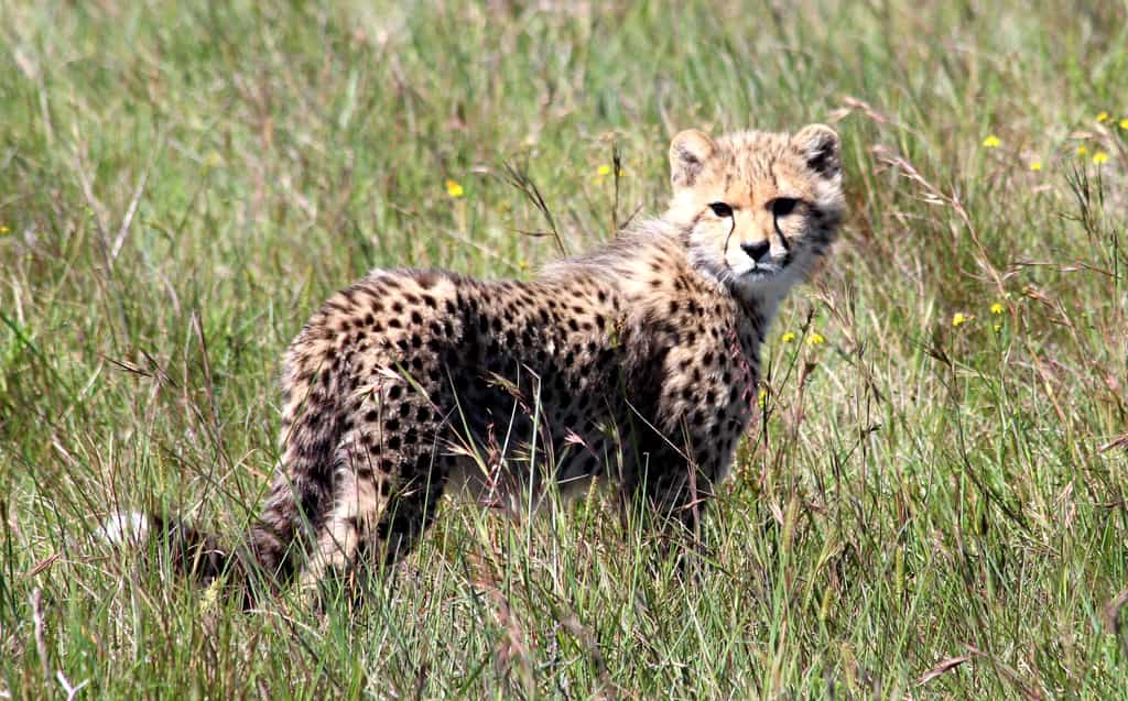 Game Drive