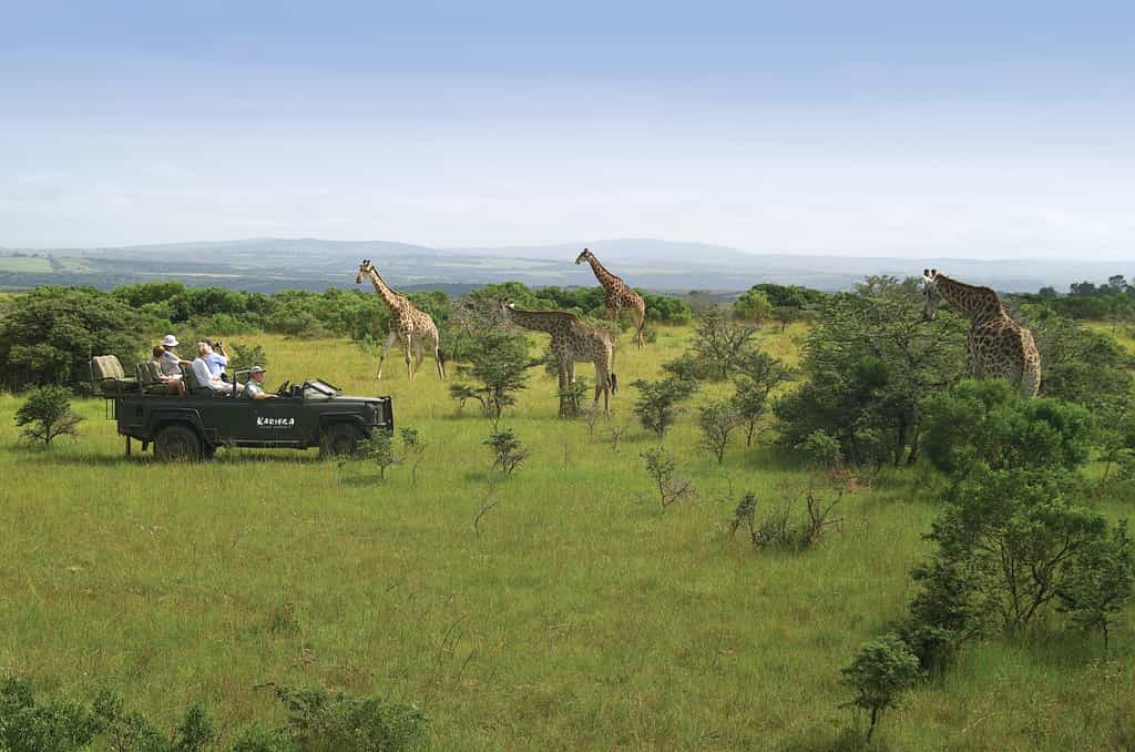 The safari experience includes twice daily game drives on open safari vehicles.