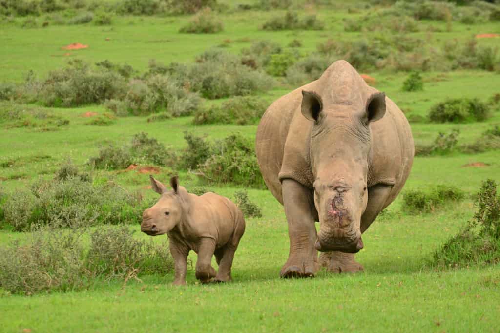 This brave rhino survived after her horn was hacked off by poachers in 2012.