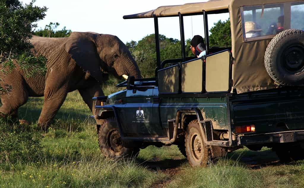Sibuya is home to nearly 400 species of birds and 45 species of game including the “Big Five”. 