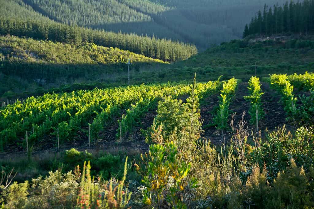 Vineyards