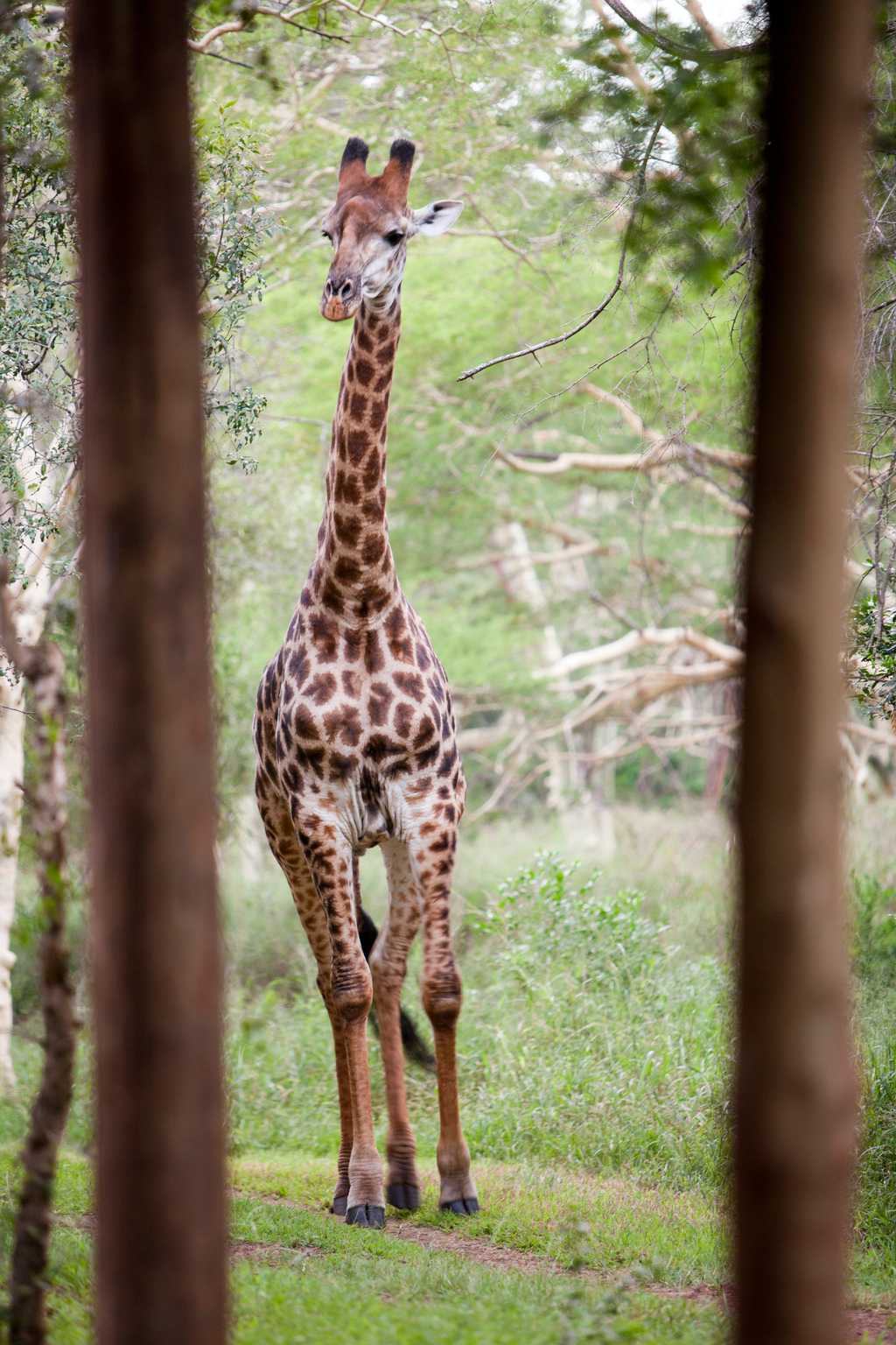 Wildlife at Ubizane Tree lodge
