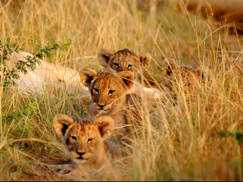 View close up viewing of the Kariega pride. 