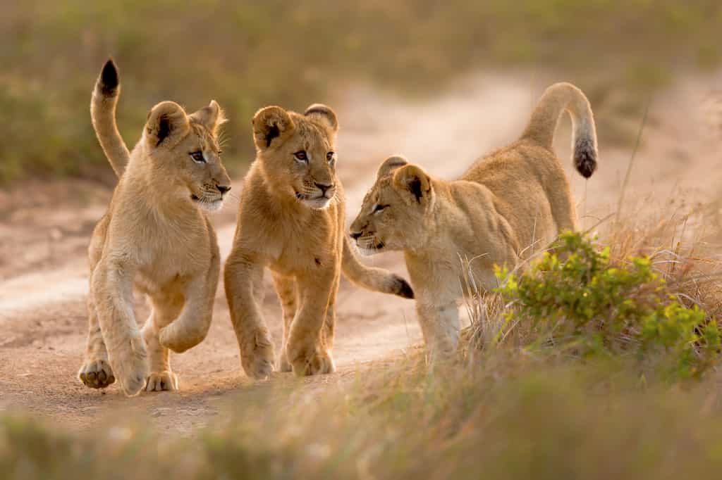 Game drive viewing Lion