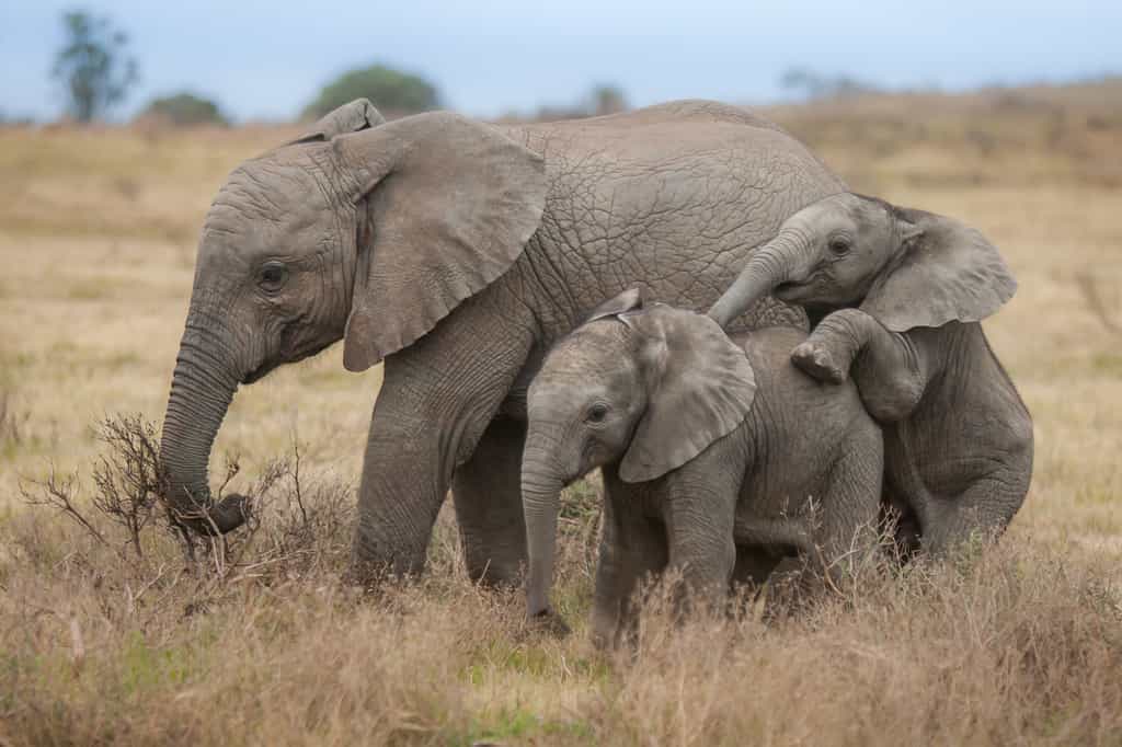 Game drive viewing Elephant