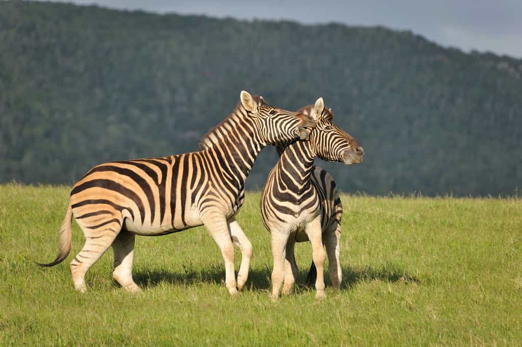 Game drive viewing Zebra