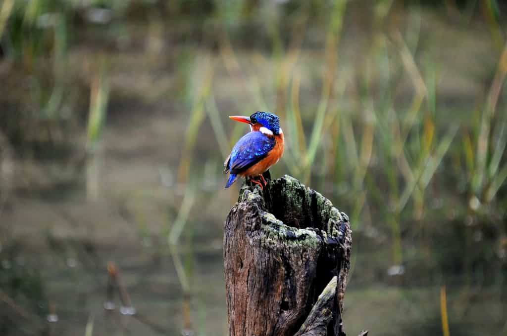 A paradise of birdlife