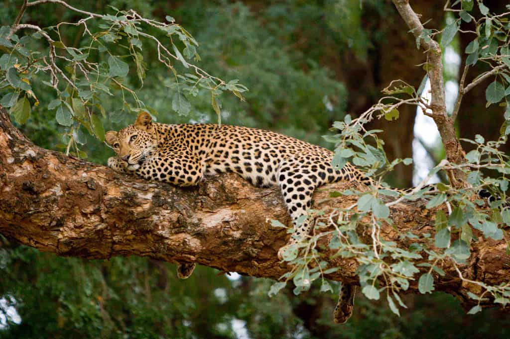 Pafuri Female