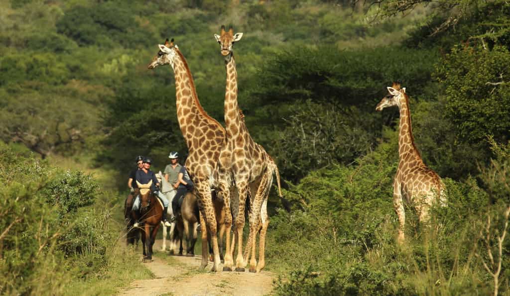 Close encounter with Giraffes, we have over 25 giraffes at Pakamisa Reserve